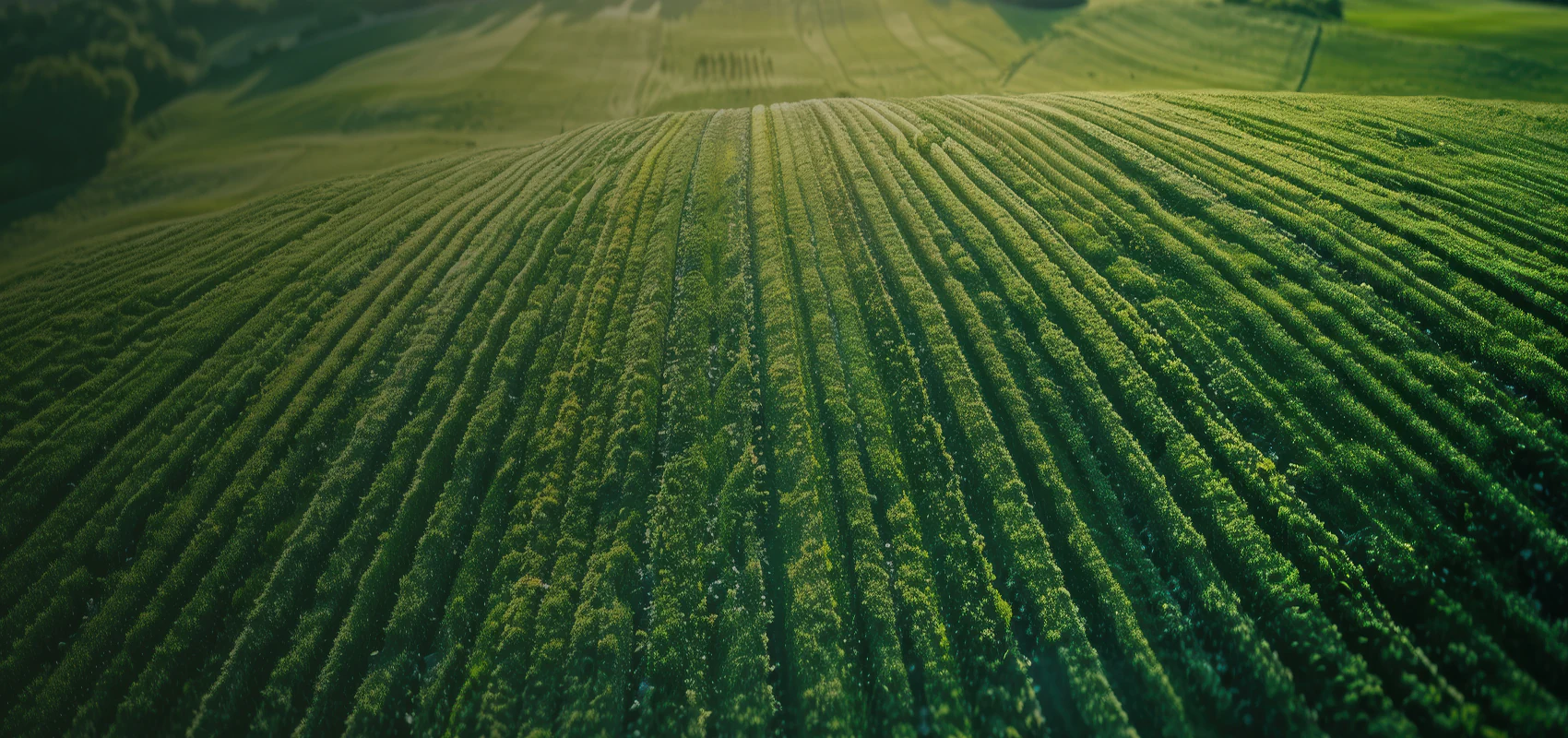 Aerial view of extensive crop rows stretching across a large agricultural field in varying shades of green.