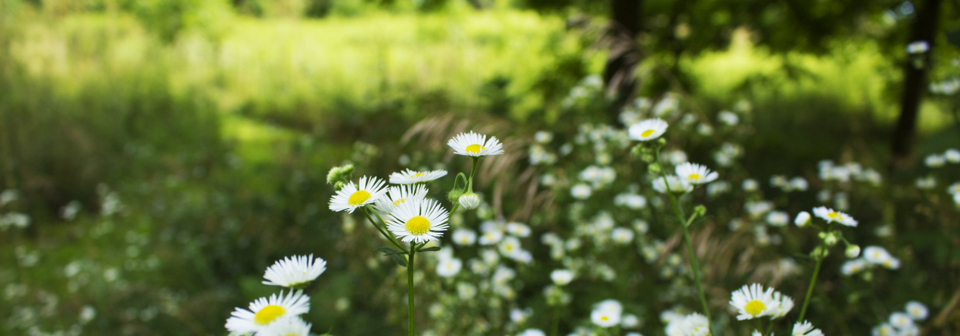 White and yellow daisies blooming in a lush green garden with soft natural lighting.