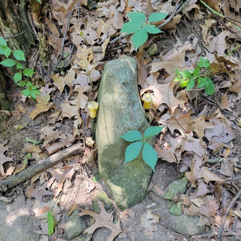 Forest floor with moss-covered log, fallen leaves, and green seedlings with palmate leaves.