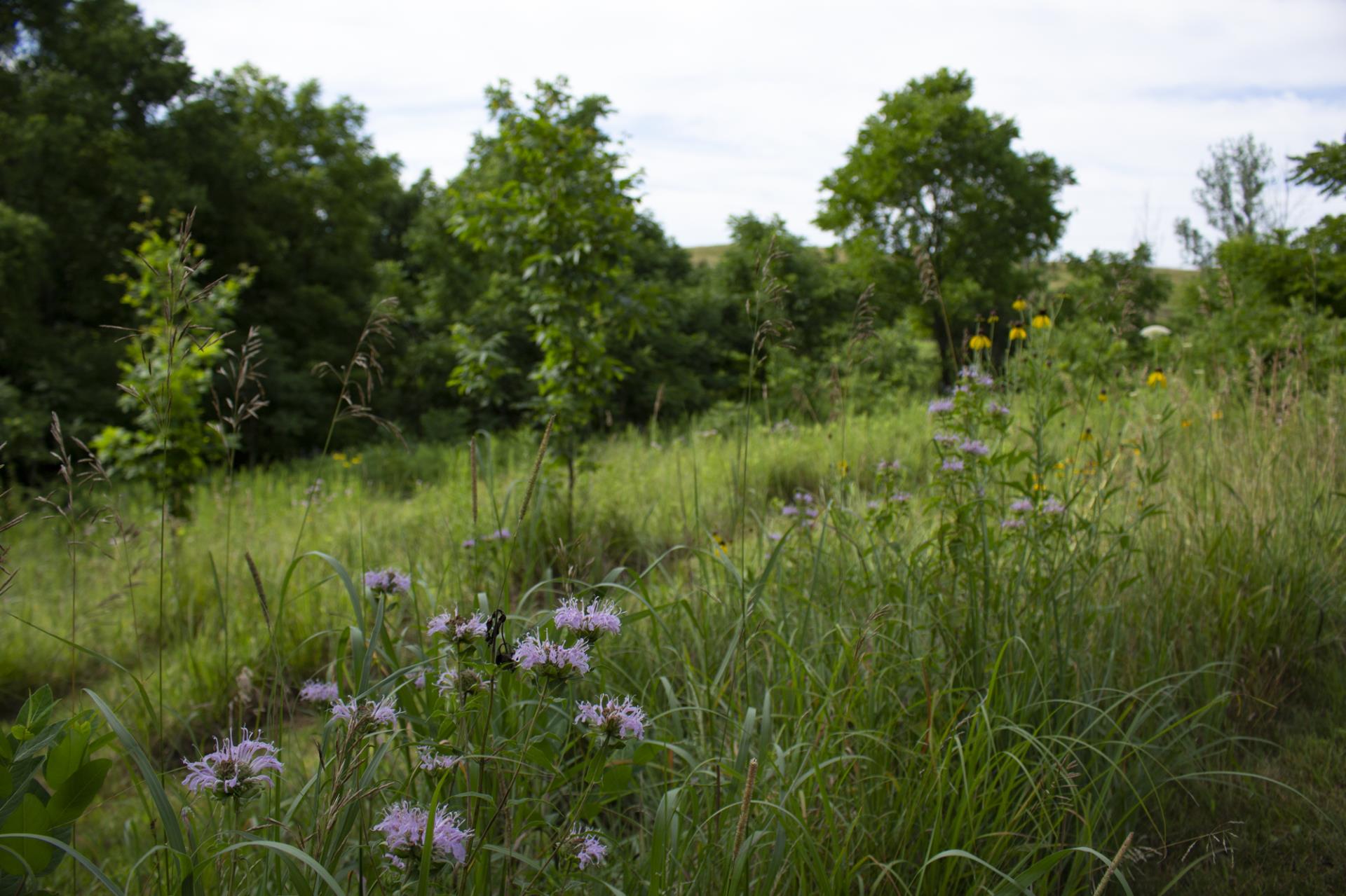 Wildflower meadow with purple flowers, tall grasses, and trees in the background under cloudy sky.