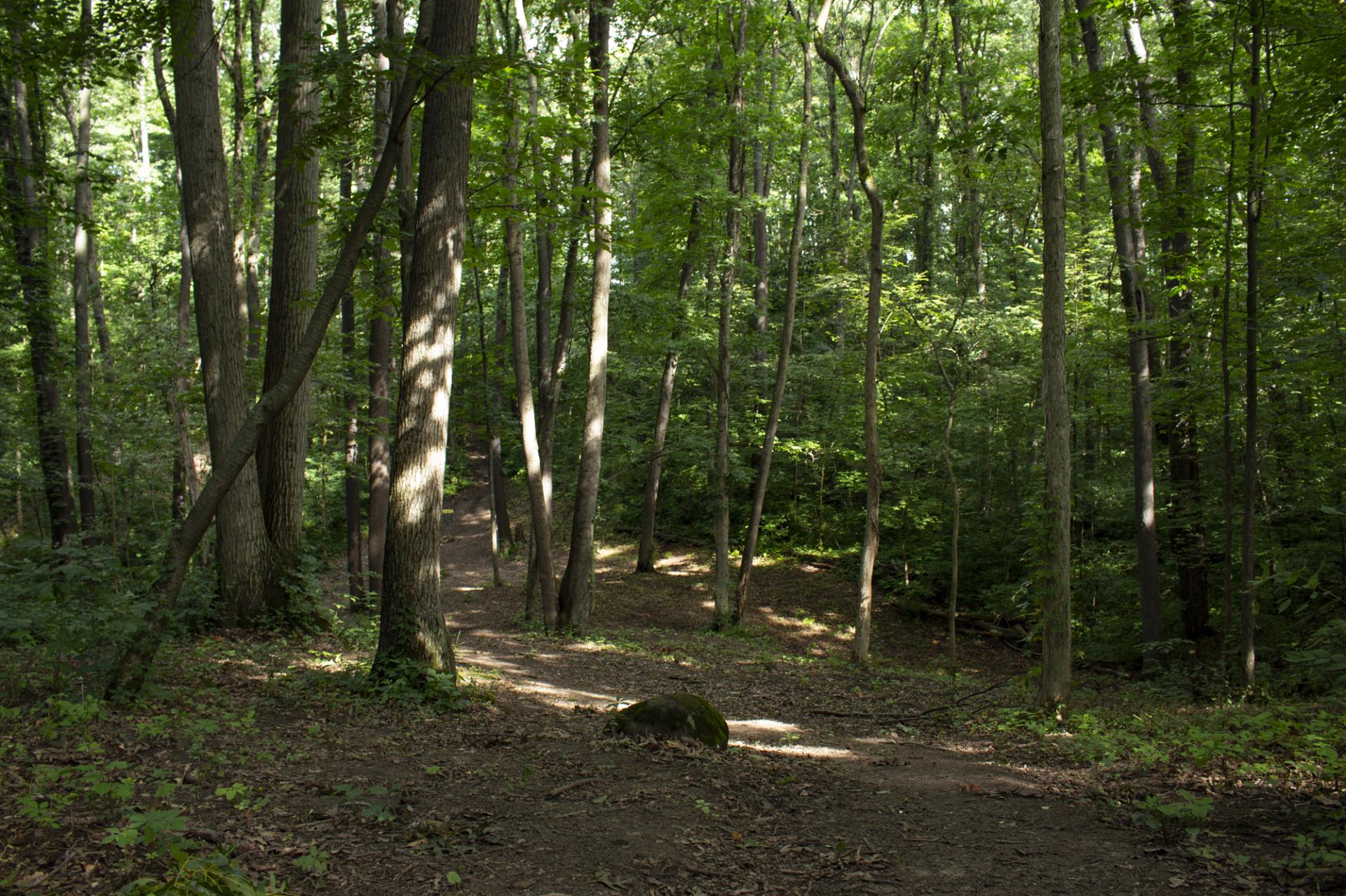 Forest trail with tall trees, dappled sunlight, and leaf-covered ground in a wooded area.