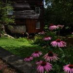 A garden with purple coneflowers beside a brick pathway leading to a rustic wooden cabin surrounded by trees.